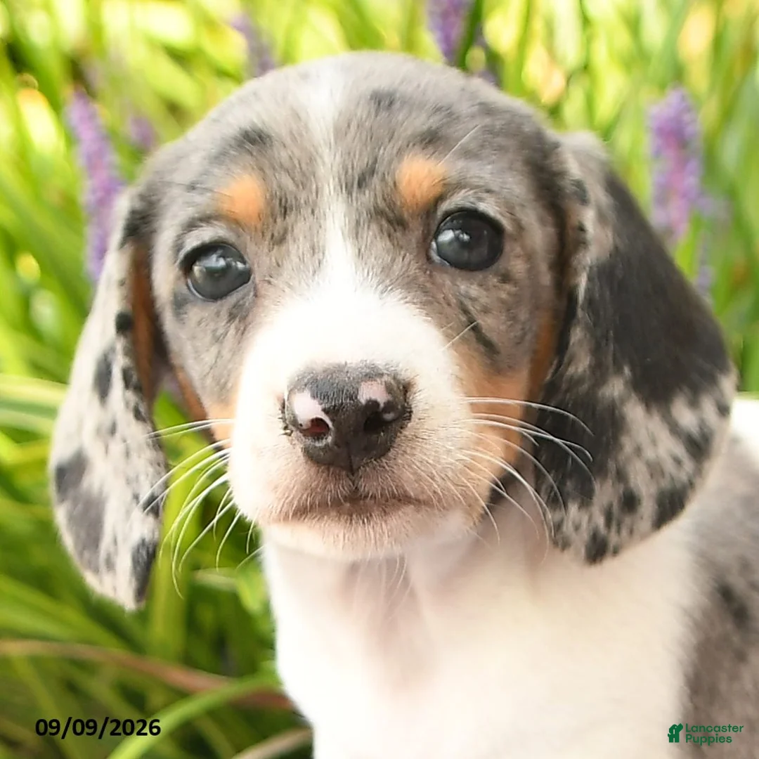 Miniature Dachshund dogs for sale: Obie - Ad 2