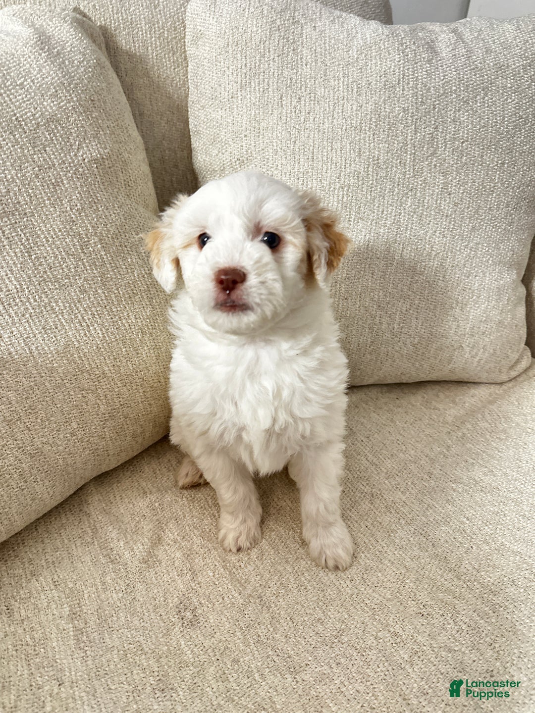 Mixed Breed dogs for sale: Trixie - Ad 1