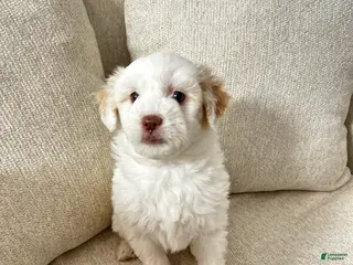 Mixed Breed dogs Trixie - Ad 41