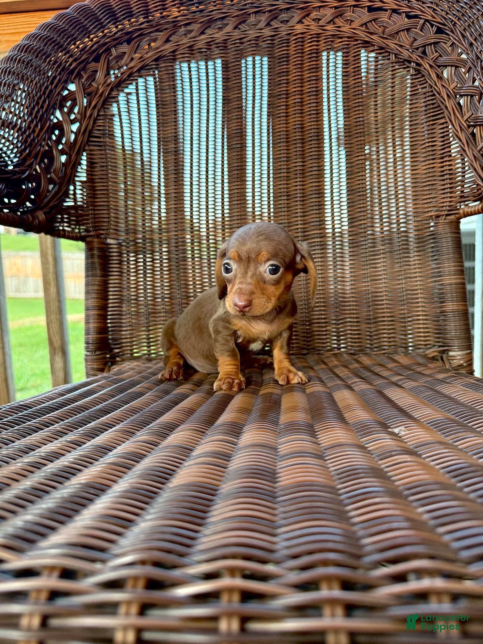 Miniature Dachshund dogs for sale: Lori  - Ad 1