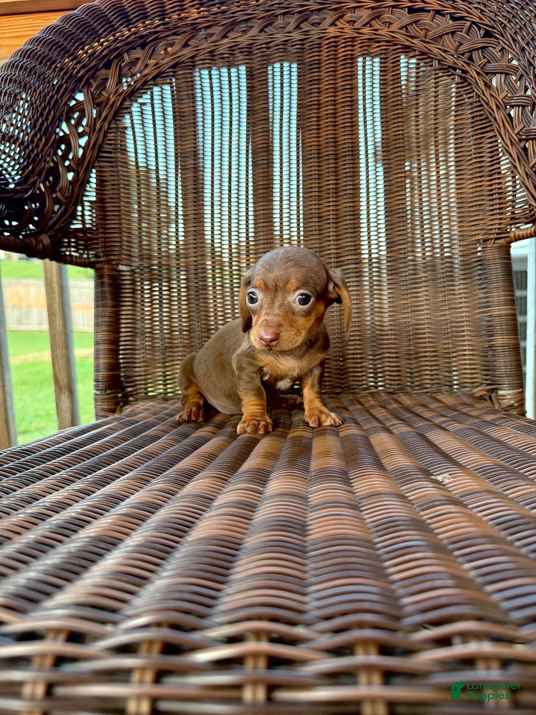 Miniature Dachshund dogs for sale: Lori  - Ad 1