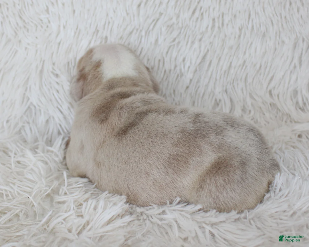 English Bulldog dogs for sale: Kory - Ad 2