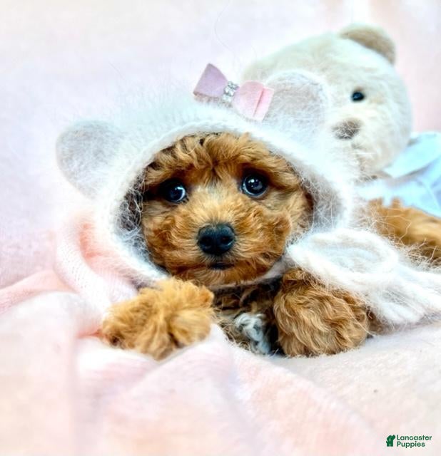 Miniature Poodle dogs Miniature Poodle 1 - Ad 2