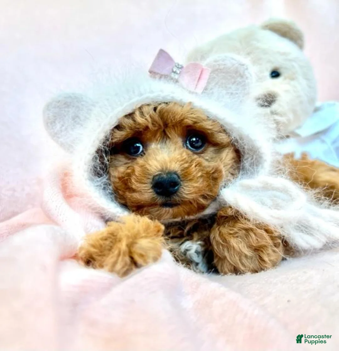 Miniature Poodle dogs for sale: Miniature Poodle 1 - Ad 2