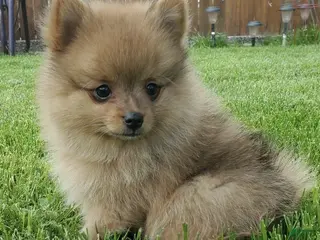 Pomeranian dogs Luke - Ad 3