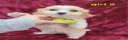 Cavapoo dogs for sale: Miniature Cavapoo girl 2 - Ad 2