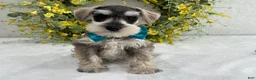 Miniature Schnauzer dogs for sale: Paisley Male 5 - Ad 2