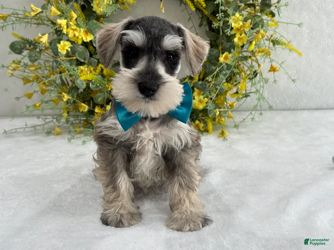 Miniature Schnauzer dogs for sale: Paisley Male 5 - Ad 2