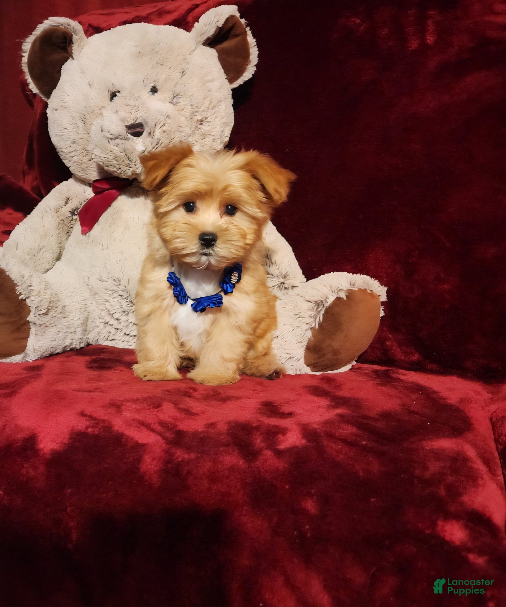 Yorkshire Terrier dogs DUSTY - Ad 18