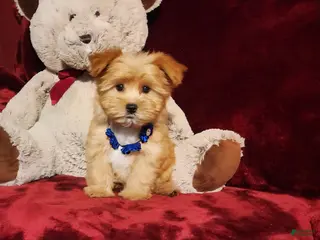 Yorkshire Terrier dogs DUSTY - Ad 18