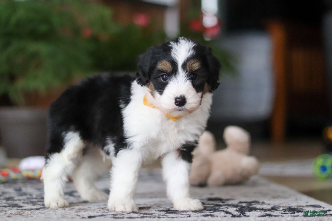 Aussiedoodle dogs for sale: Otto - Ad 5