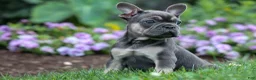 French Bulldog dogs for sale: Edison - Ad 13