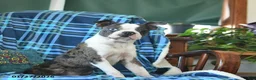 Boston Terrier dogs for sale: Davey - Ad 3