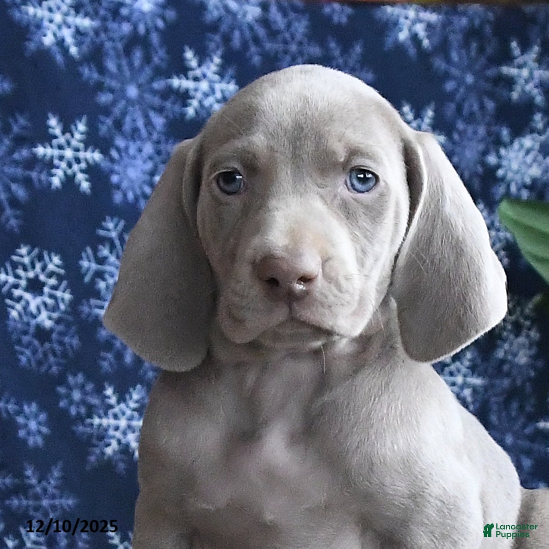 Weimaraner dogs for sale: Dixie - Ad 3