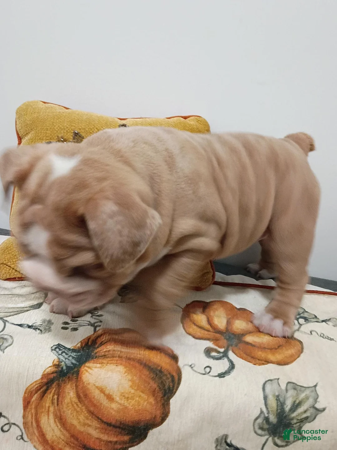 English Bulldog dogs for sale: English Bulldog 1 Queen 👑 - Ad 2