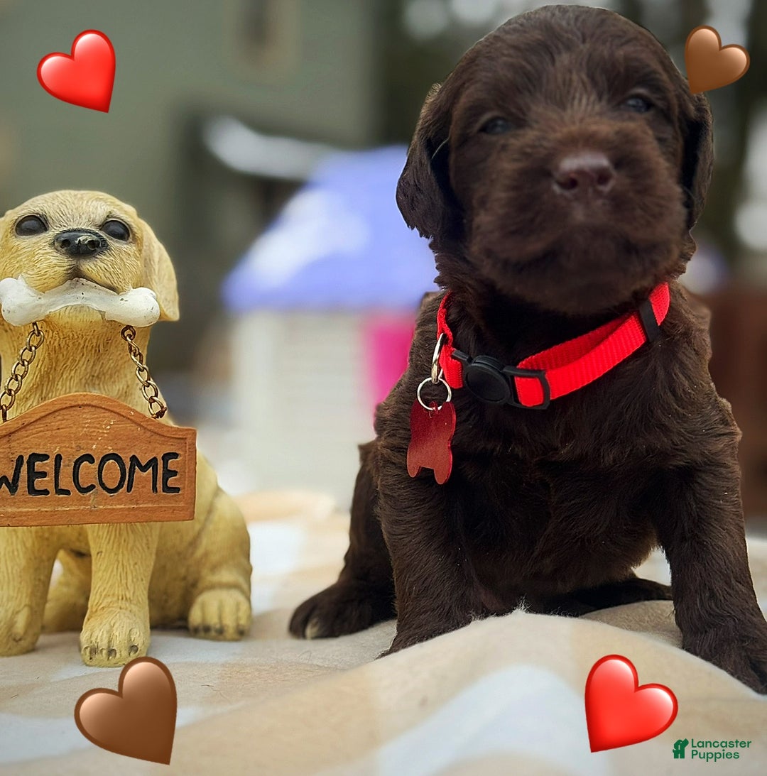 Labradoodle dogs for sale: Labradoodle Puppy 1 - Ad 16