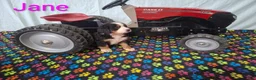 Bernese Mountain Dog dogs for sale: Jane - Ad 2