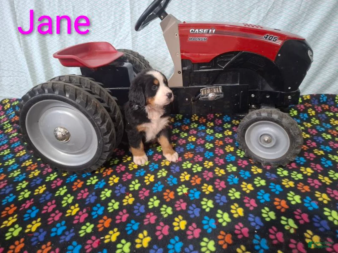 Bernese Mountain Dog dogs for sale: Jane - Ad 2