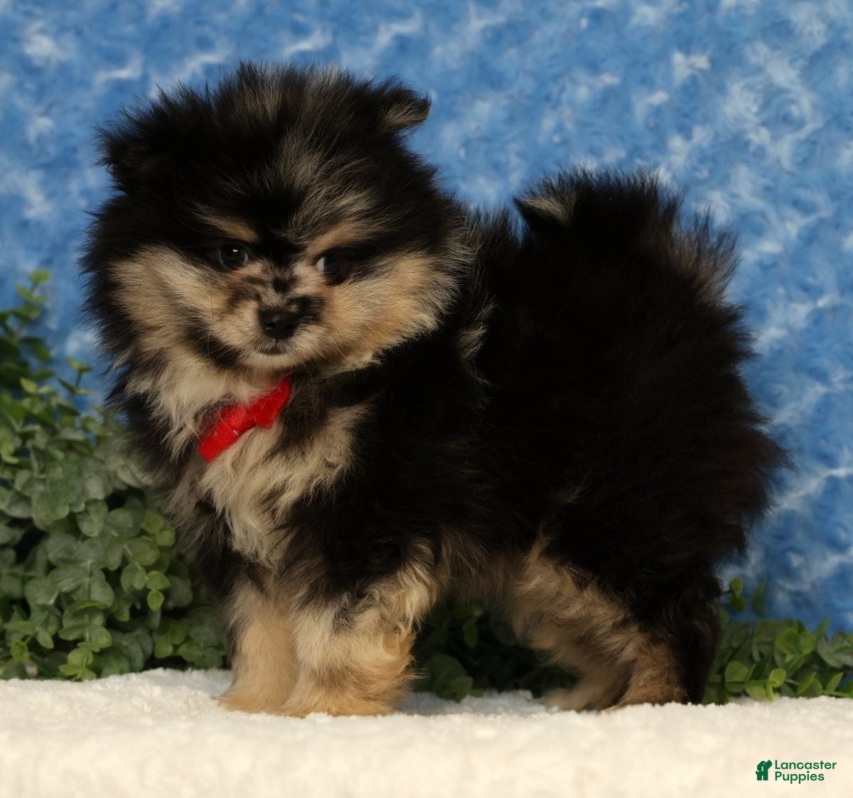 Pomeranian dogs for sale: Sonny - Ad 7