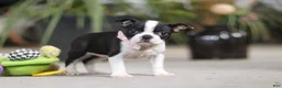 Boston Terrier dogs for sale: Shannon - Ad 3
