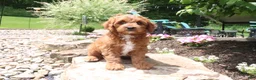 Cavapoo dogs for sale: Lenny - Ad 5