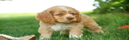 Cocker Spaniel dogs for sale: Atlas Cocker Spaniel  - Ad 6