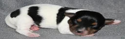 Rat Terrier dogs for sale: Bombay - Ad 3