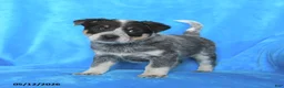 Australian Cattle Dog dogs for sale: Tucker - Ad 2