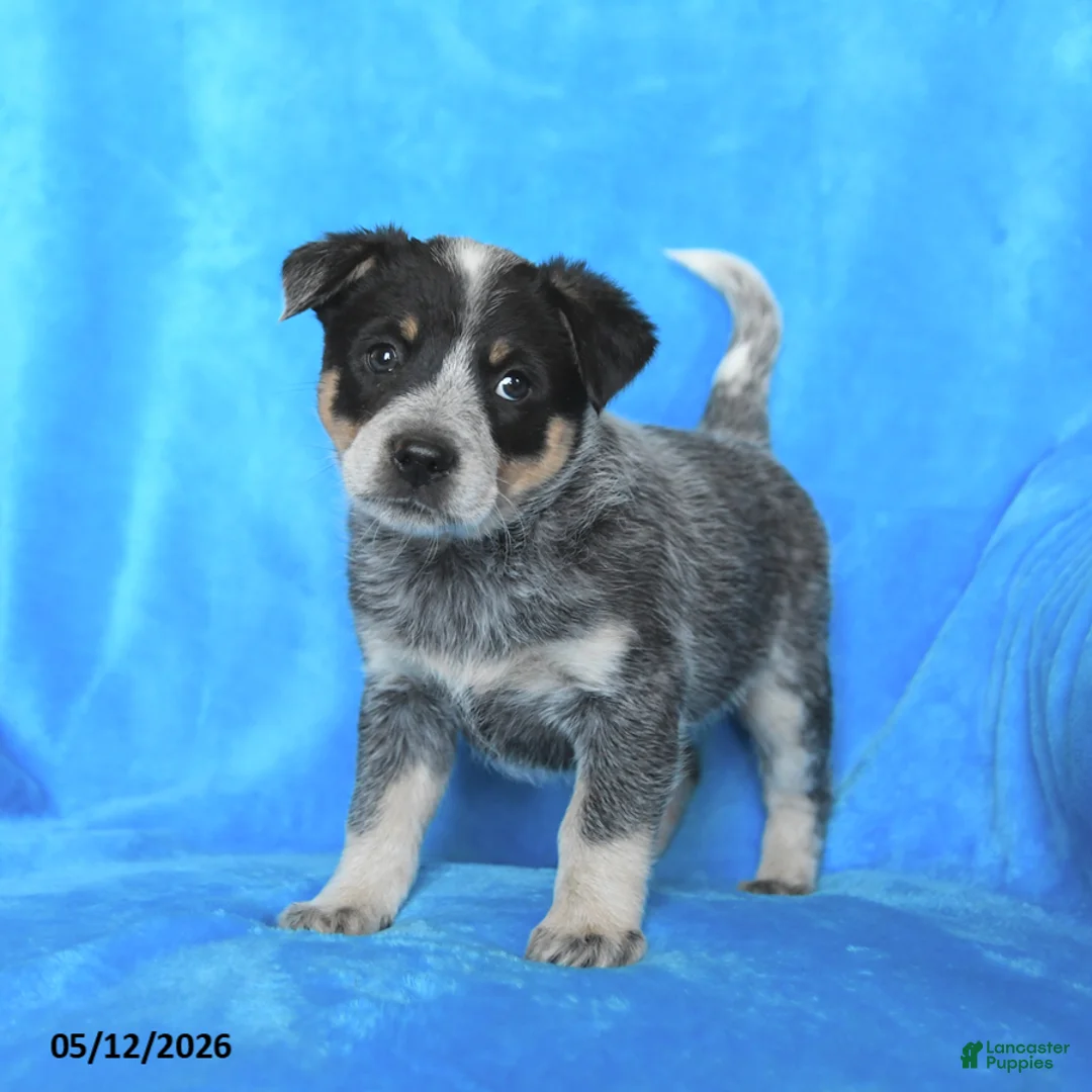 Australian Cattle Dog dogs for sale: Tucker - Ad 2