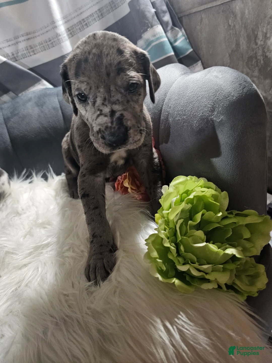 Great Dane dogs for sale: Merle - Ad 2
