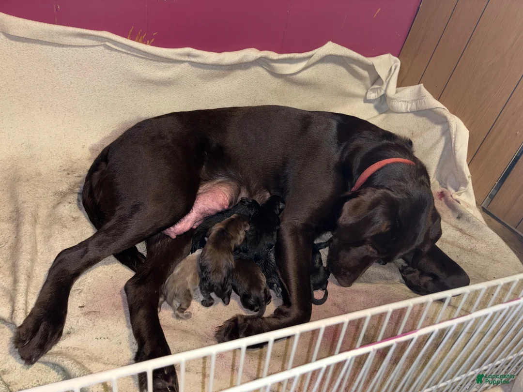 Labrador Retriever dogs for sale: Luna - Ad 2