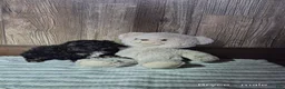 Shihpoo dogs for sale: Bryce - Ad 1