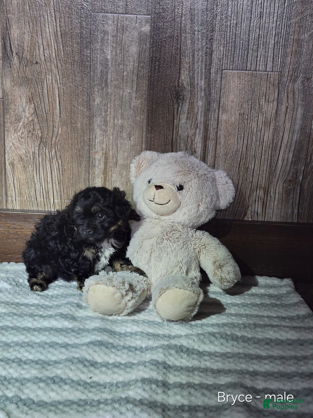 Shihpoo dogs for sale: Bryce - Ad 1