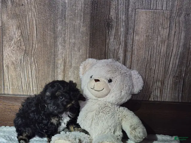 Shihpoo dogs Bryce - Ad 1