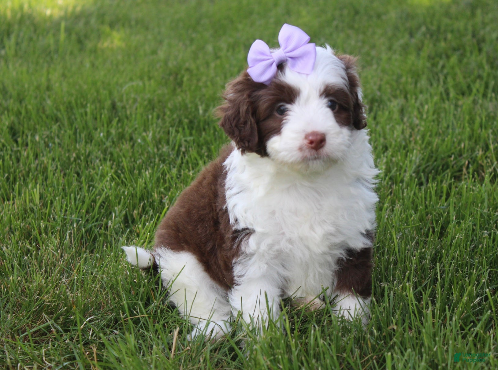 Mini Aussiedoodle dogs for sale: Jerica  - Ad 2
