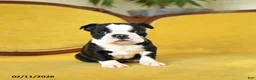 Boston Terrier dogs for sale: Roxie - Ad 7