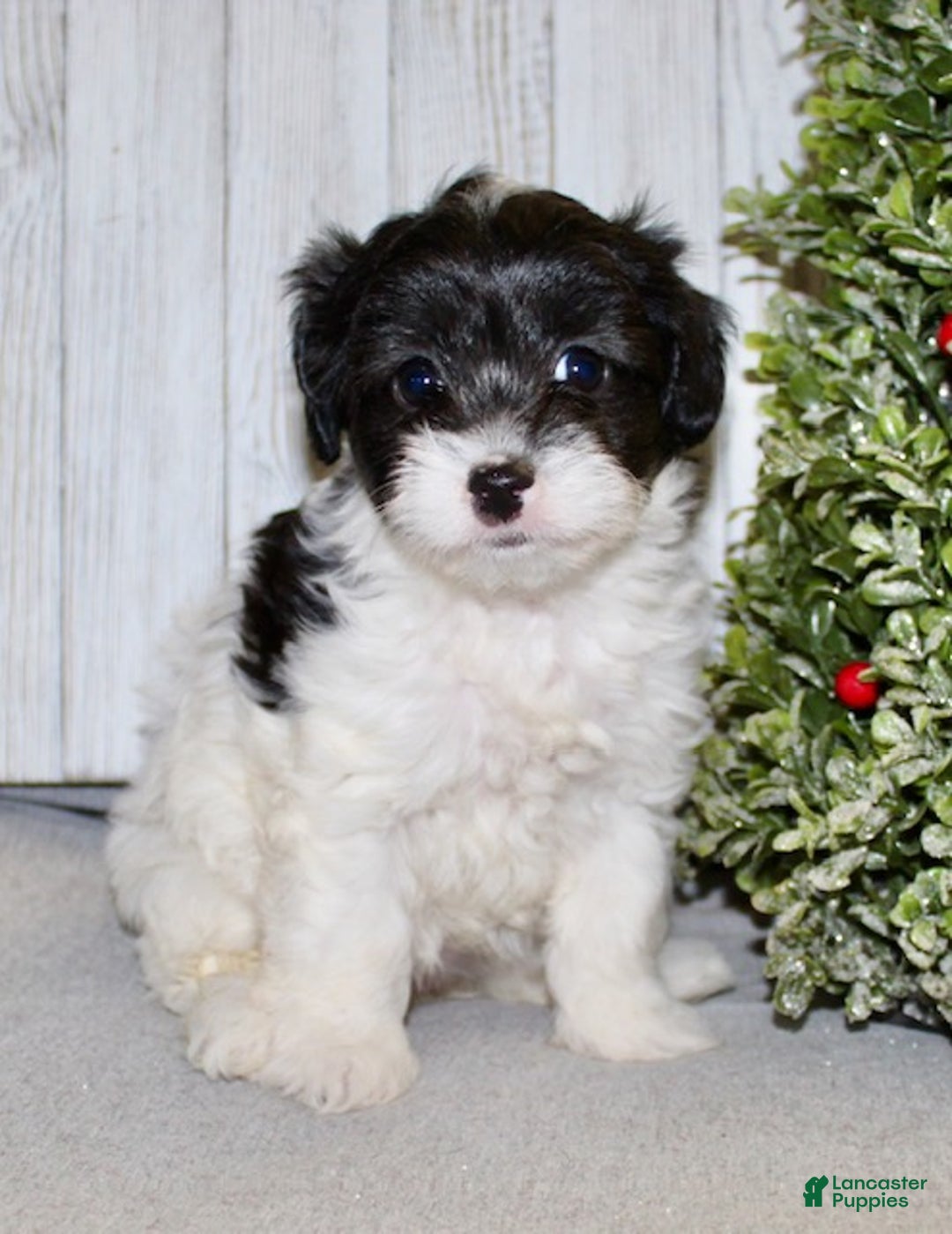 Cavapoo dogs for sale: Shirley - Ad 5