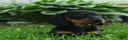Miniature Dachshund dogs for sale: Florence - Ad 3
