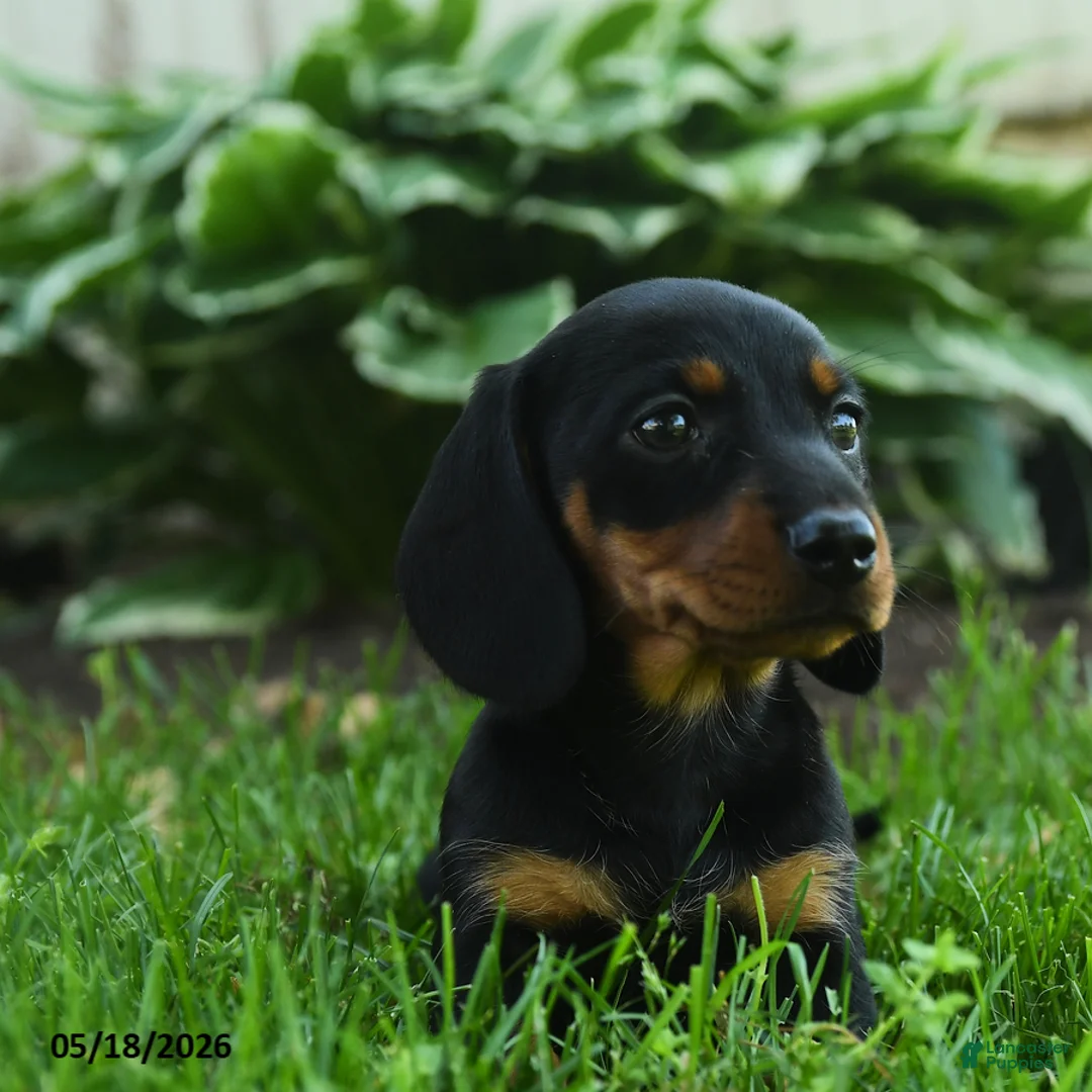 Miniature Dachshund dogs for sale: Florence - Ad 3
