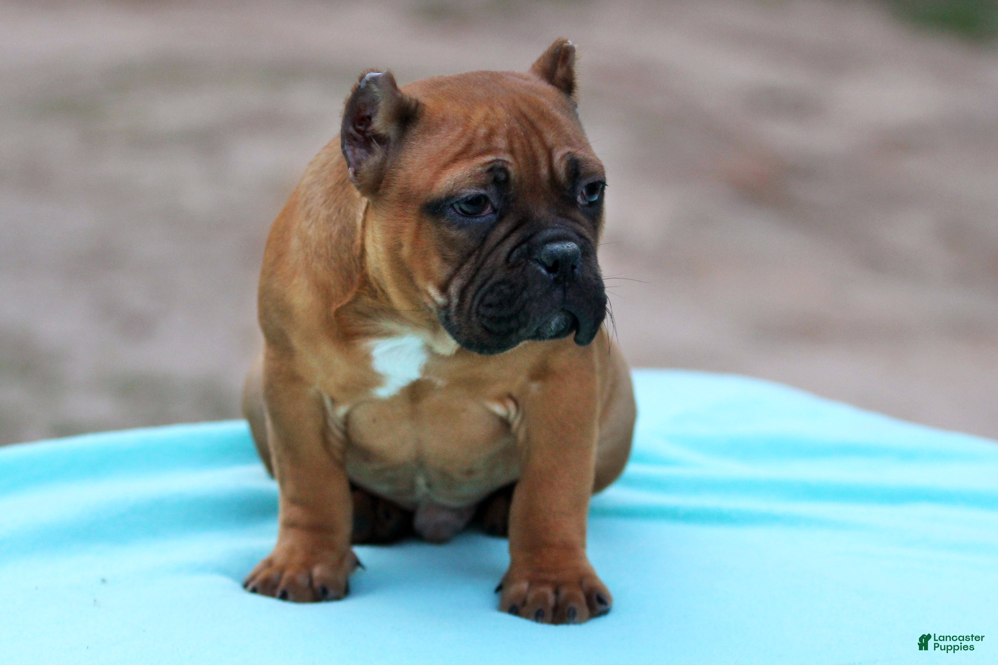 American Bully dogs Black Fawn Male - Ad 24