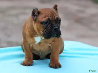 American Bully dogs Black Fawn Male - Ad 34