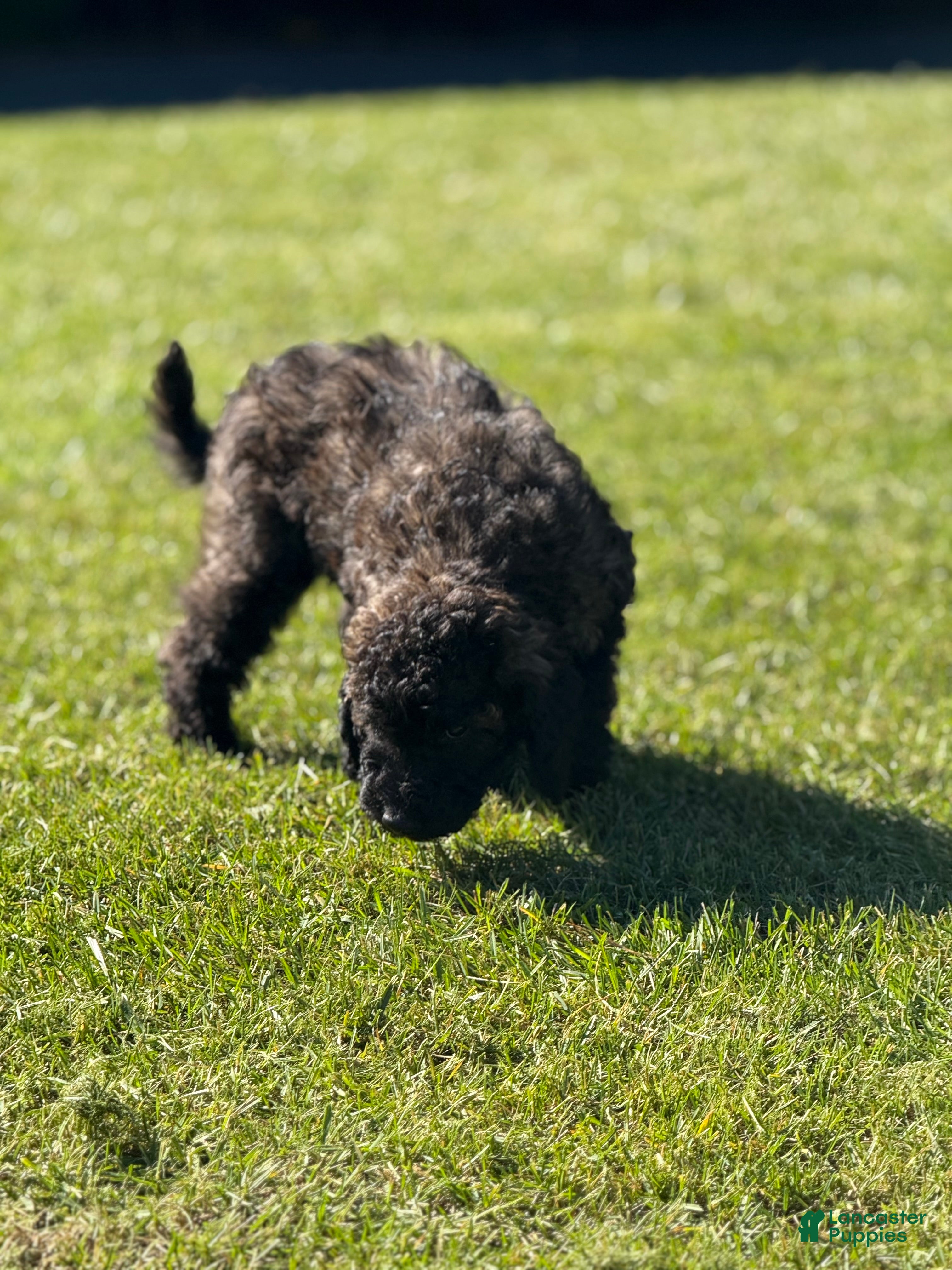 Goldendoodle dogs Fudge  - Ad 2