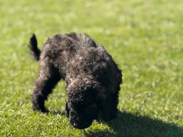 Goldendoodle dogs Fudge - Ad 2
