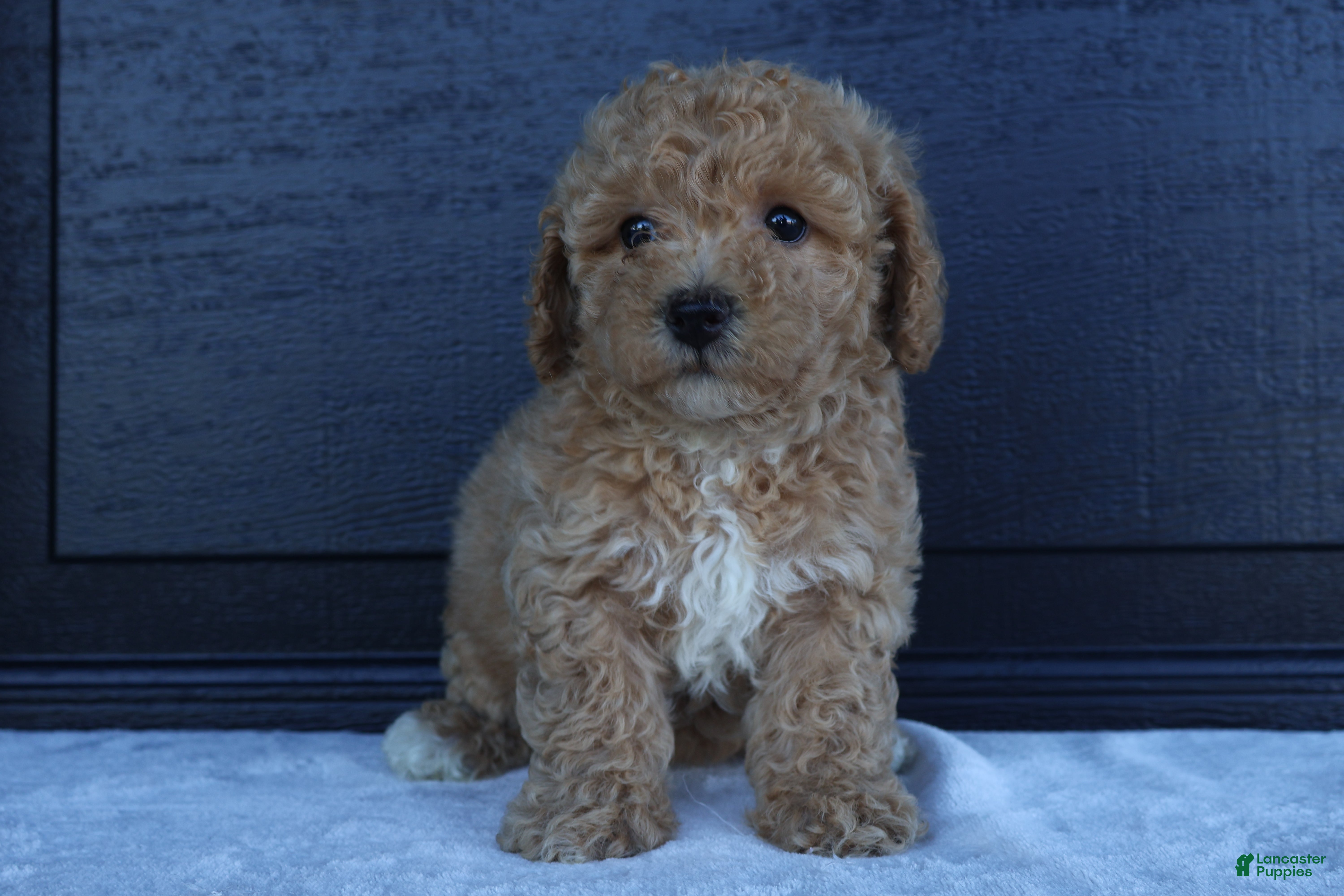 Bichpoo dogs Sophie - Ad 1