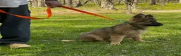 German Shepherd dogs for sale: THALIA - Ad 5