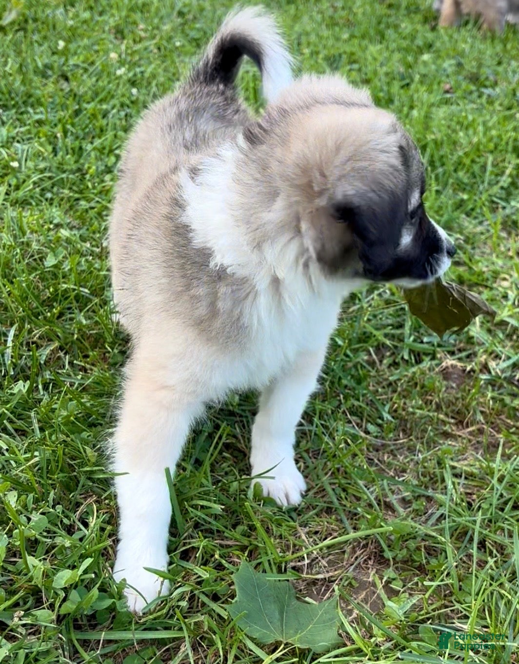 Mini Aussiedoodle dogs Kayne - Ad 2
