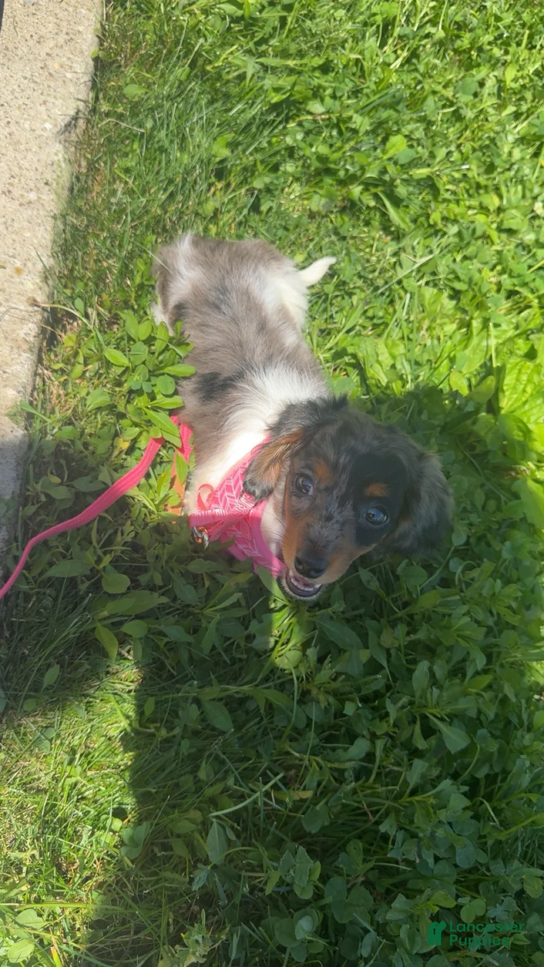 Miniature Dachshund dogs for sale: Miniature Dachshund  - Ad 2