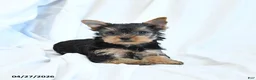Yorkshire Terrier dogs for sale: Beauty - Ad 3