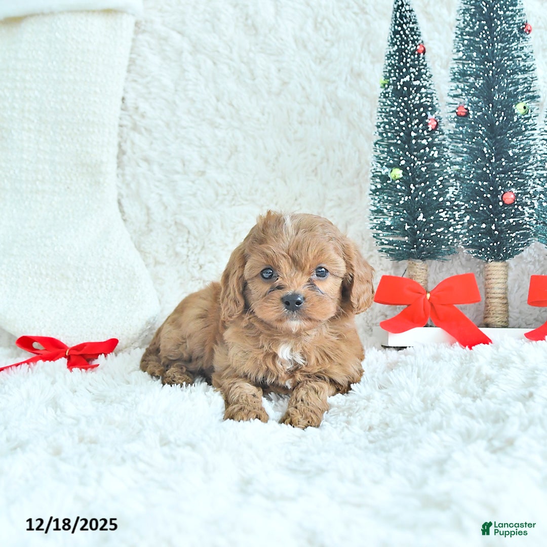 Cavapoo dogs for sale: Ginger - Ad 1