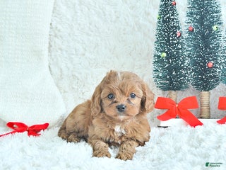 Cavapoo dogs Ginger - Ad 16